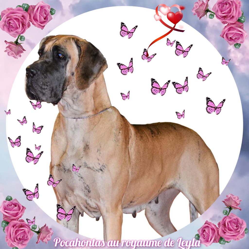 Pocahontas au royaume de leyla Du Jardin Des Dragons