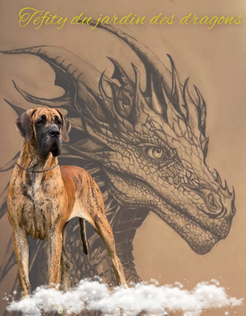 CH. Tefity Du Jardin Des Dragons