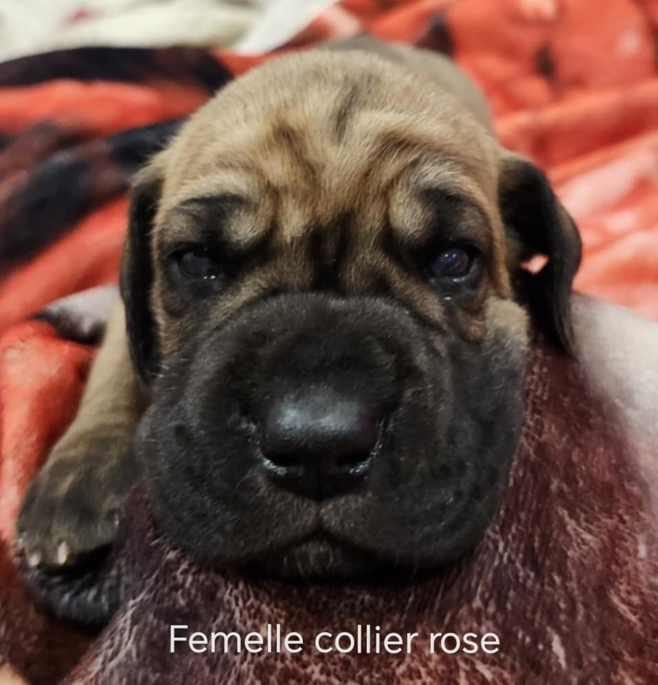 Du Jardin Des Dragons - Chiots disponibles - Dogue allemand