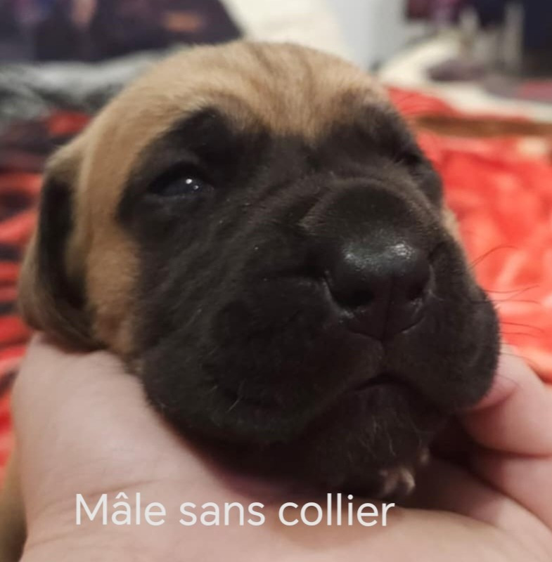 Du Jardin Des Dragons - Chiots disponibles - Dogue allemand