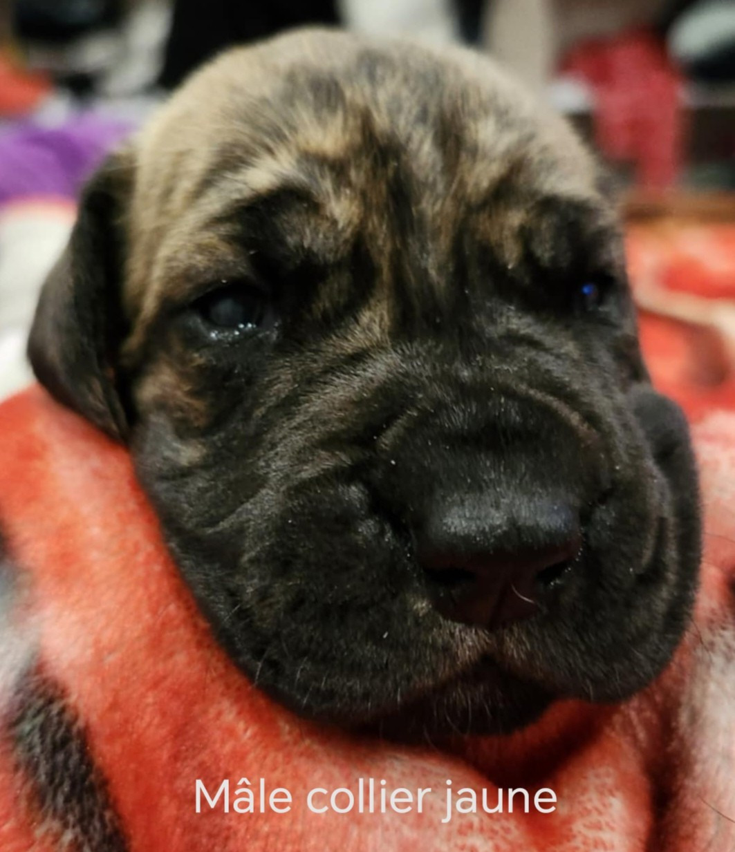 Du Jardin Des Dragons - Chiots disponibles - Dogue allemand