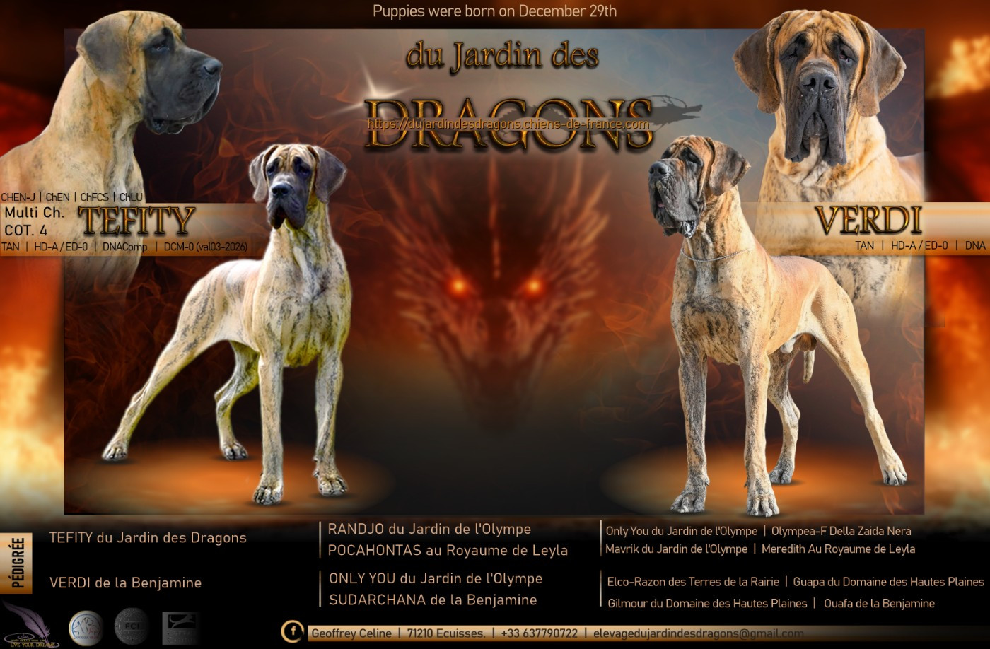 Chiot Dogue allemand Du Jardin Des Dragons