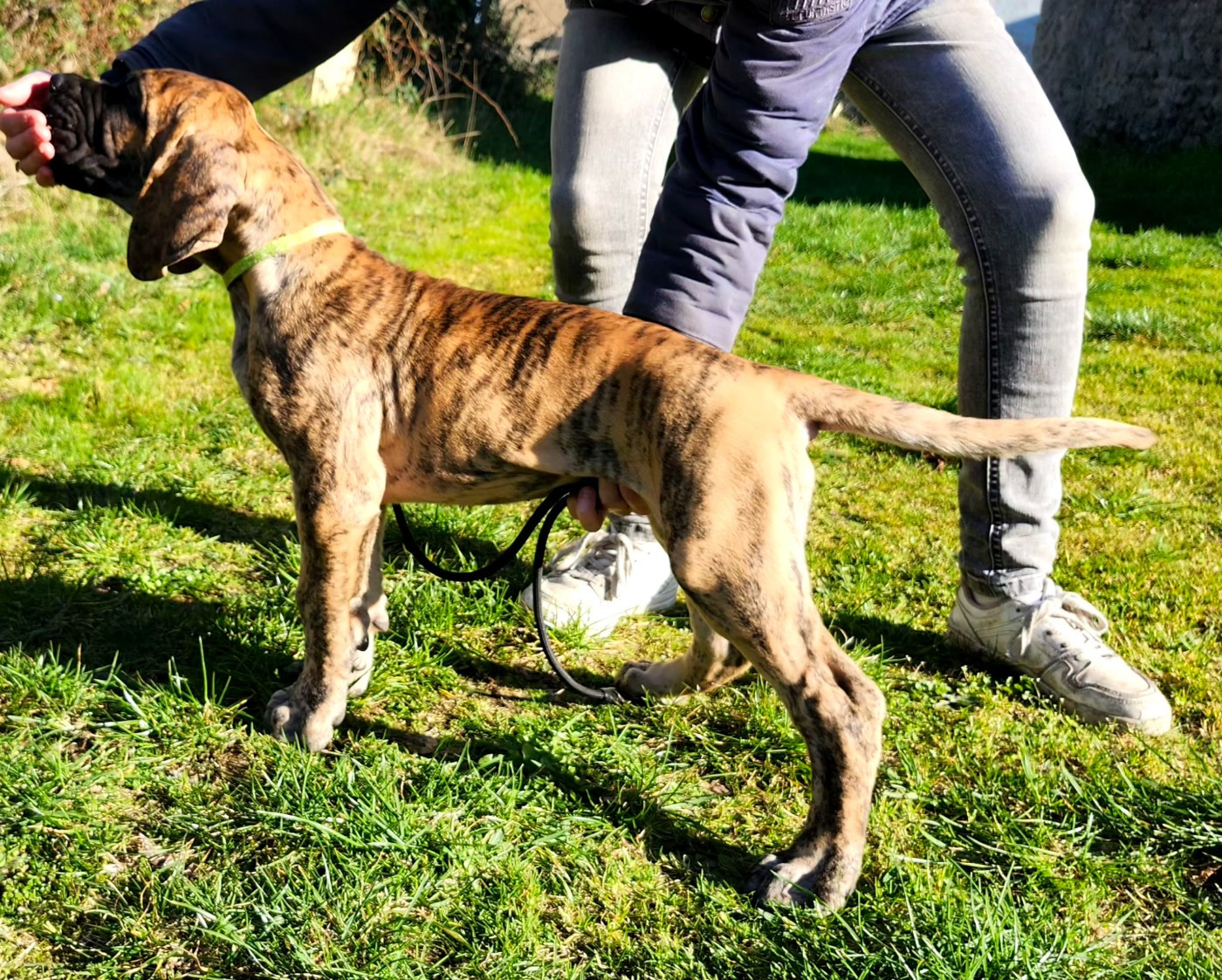 Du Jardin Des Dragons - Chiots disponibles - Dogue allemand