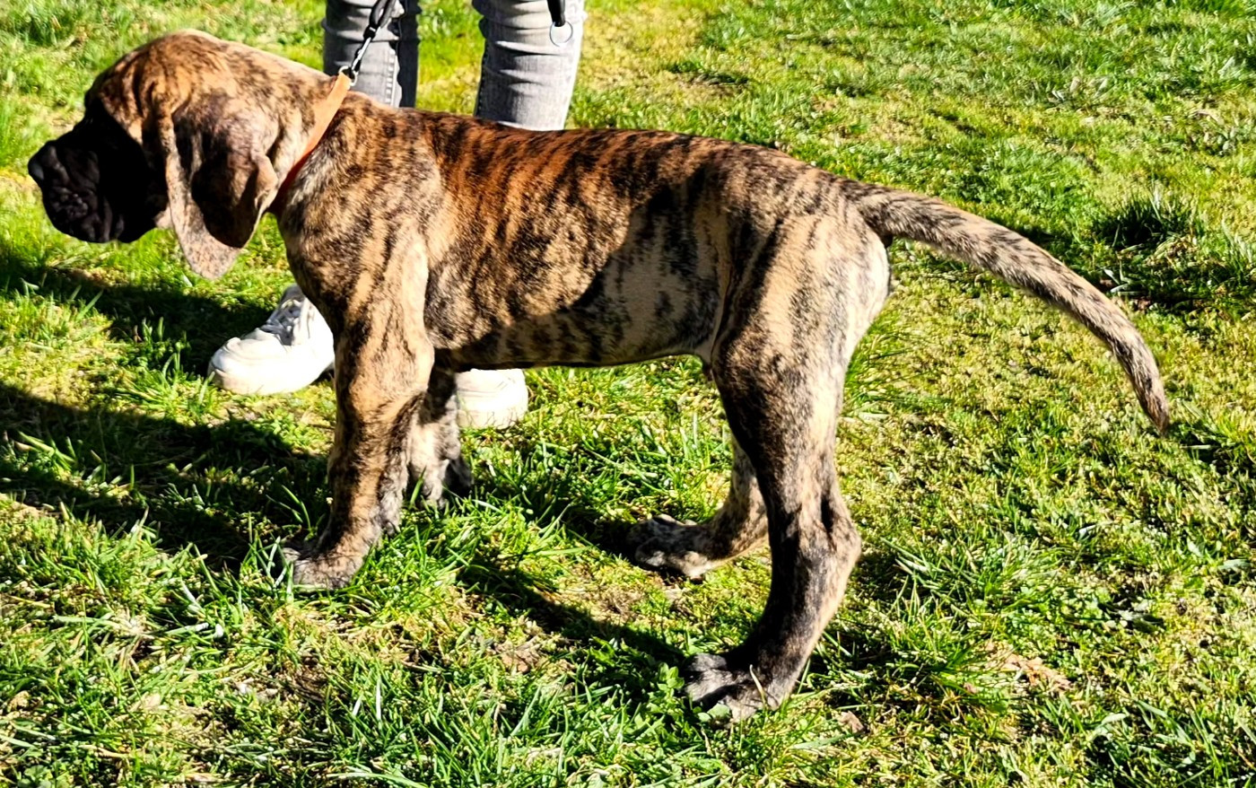 Du Jardin Des Dragons - Chiots disponibles - Dogue allemand