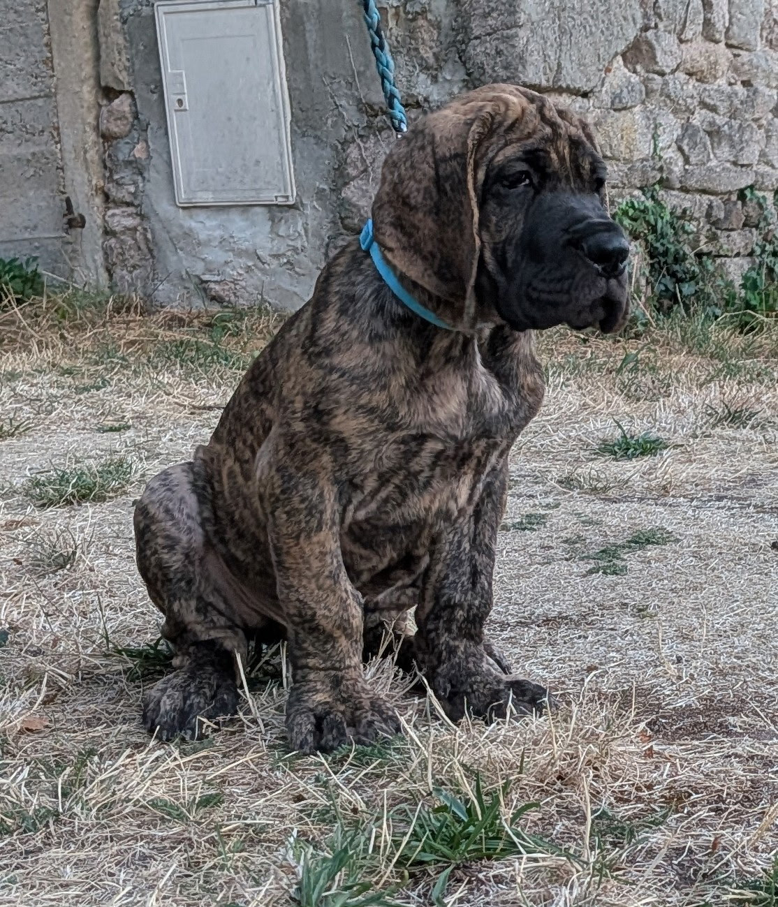Du Jardin Des Dragons - Chiots disponibles - Dogue allemand
