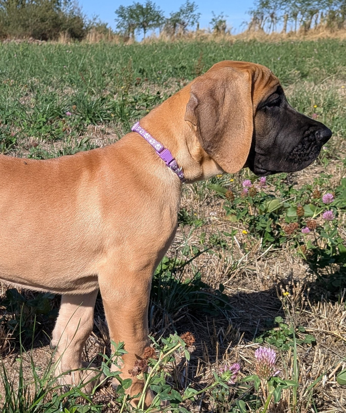 Du Jardin Des Dragons - Chiots disponibles - Dogue allemand