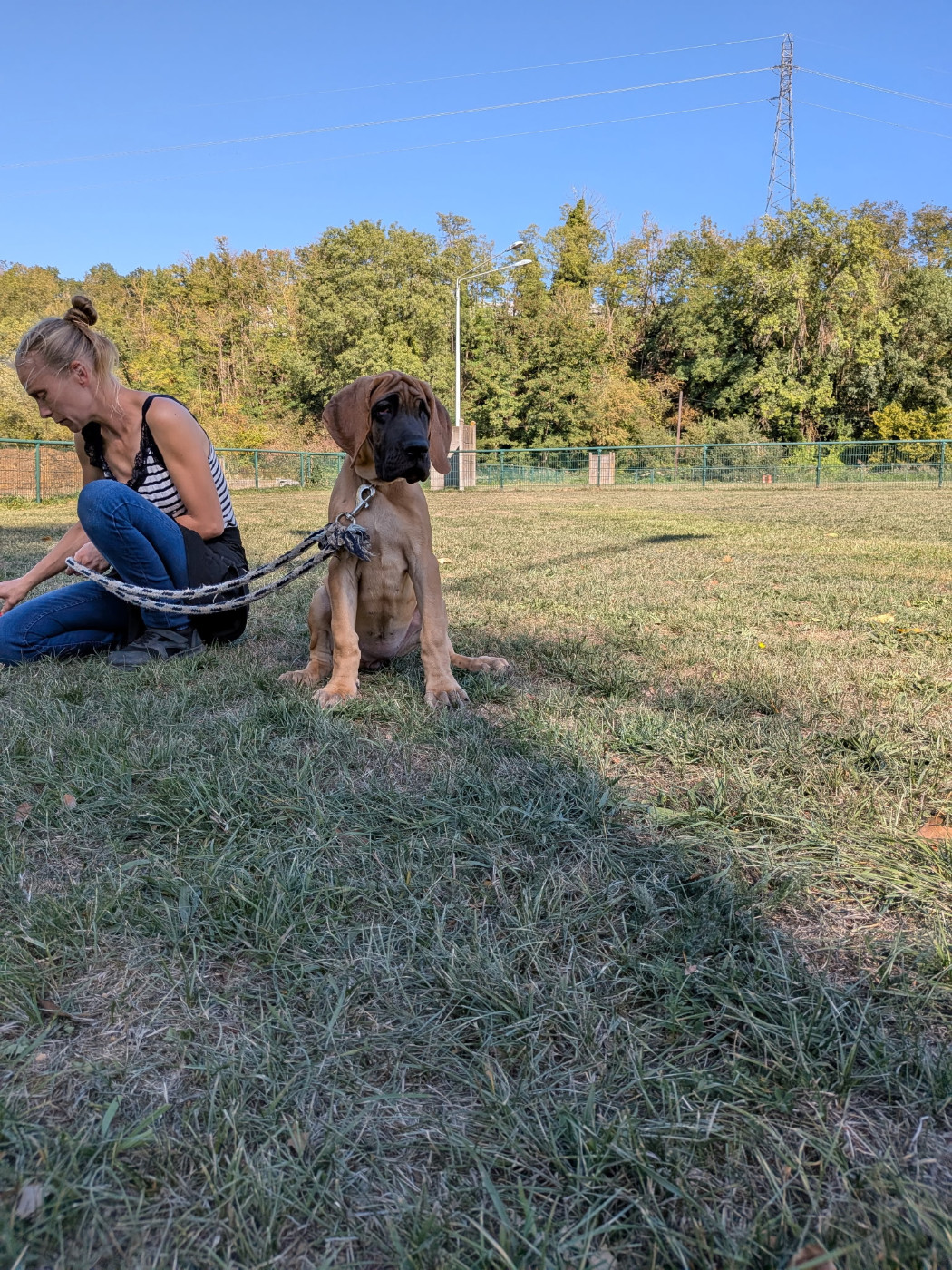 Du Jardin Des Dragons - Chiots disponibles - Dogue allemand