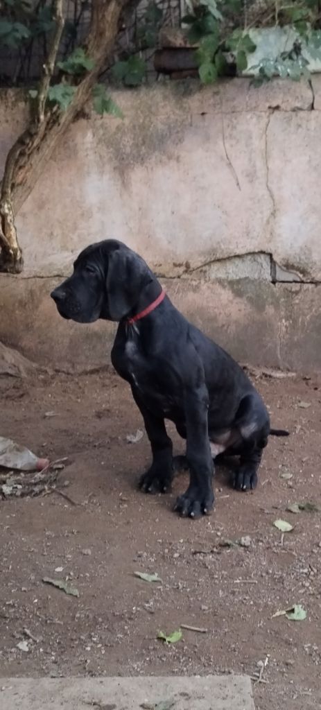 Du Jardin Des Dragons - Chiots disponibles - Dogue allemand