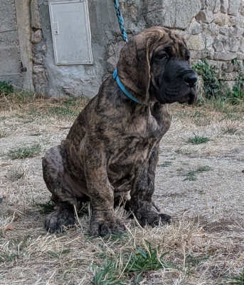 Baloo